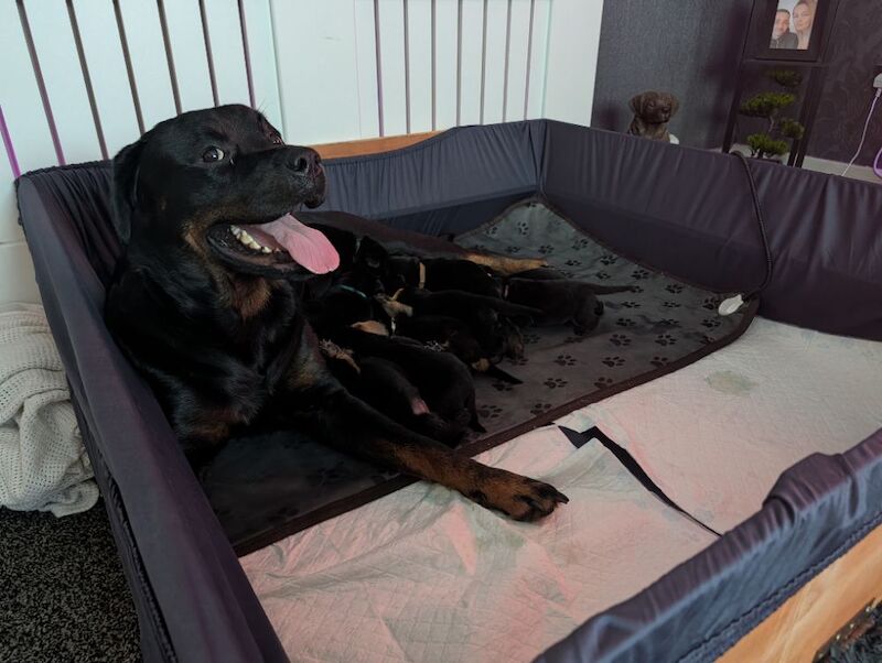 Kennel Club Registered Rottweiler Puppies For Sale