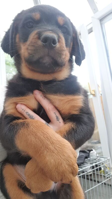 Rottweiler puppies last 3 left for sale in Birmingham, West Midlands