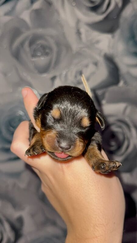 Rottweiler puppies for sale in Peterlee, Durham – 1 week old