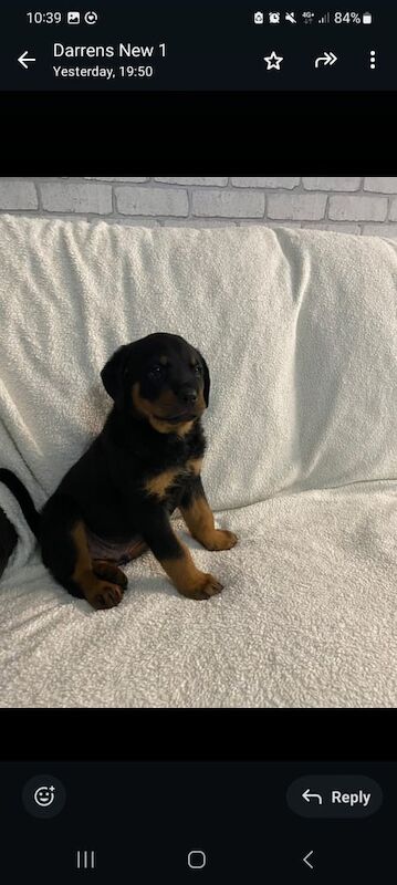 Rottweiler puppies for sale in Croydon, Greater London – 8 weeks old