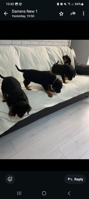 Rottweiler puppies for sale in Croydon, Greater London – 8 weeks old - Image 2 of 3