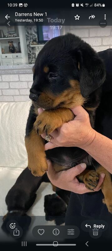 Rottweiler puppies for sale in Croydon, Greater London – 8 weeks old - Image 3 of 3