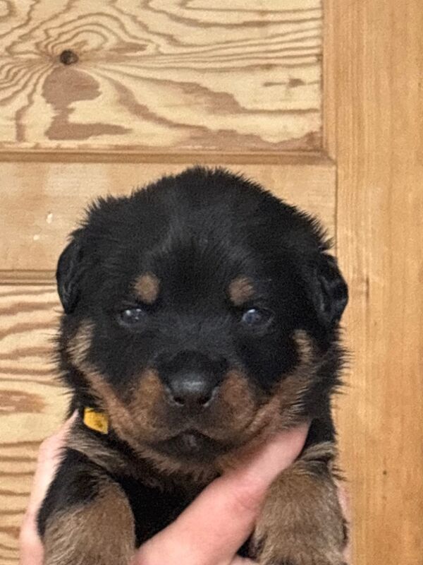 Rottweiler puppies pure bred handled by children - Image 2 of 11