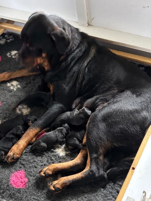 Rottweiler puppies pure bred handled by children - Image 4 of 11