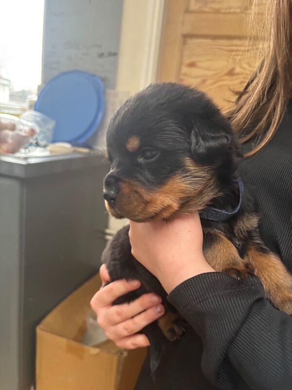 Rottweiler puppies pure bred handled by children - Image 5 of 11