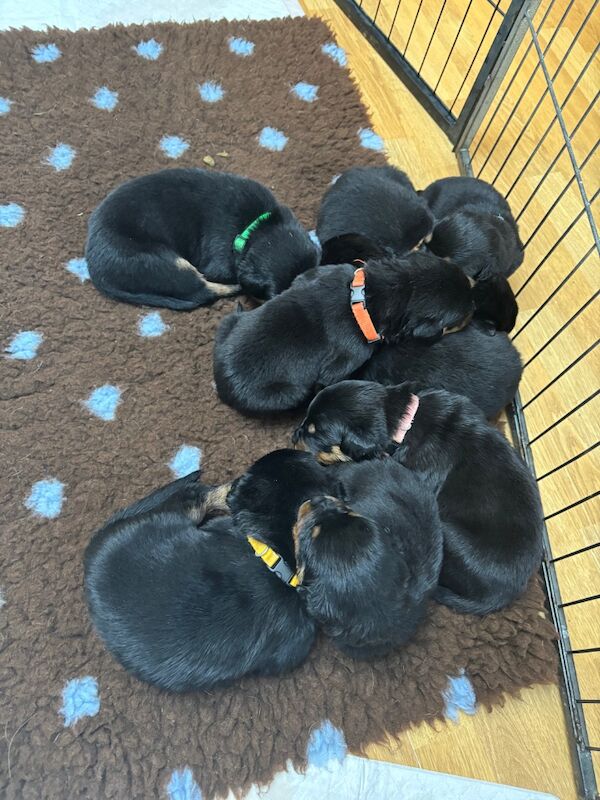 Rottweiler puppies pure bred handled by children - Image 6 of 11