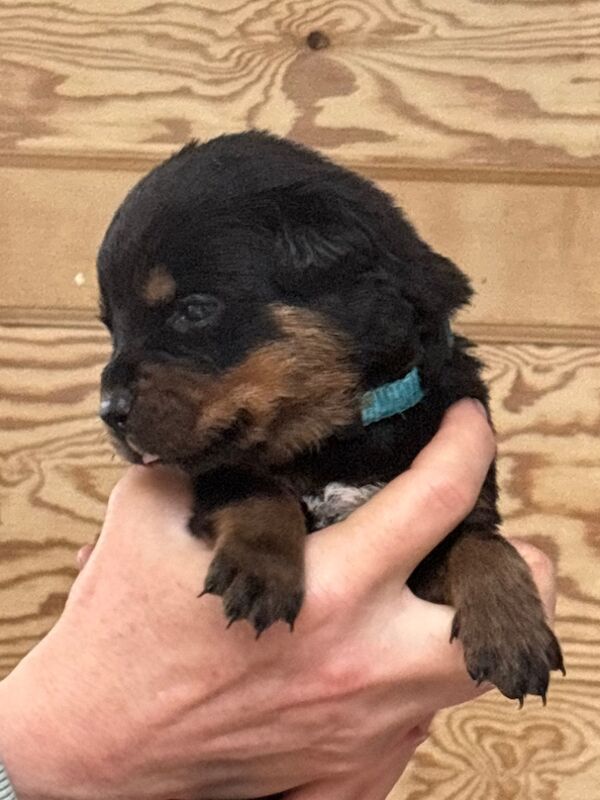 Rottweiler puppies pure bred handled by children - Image 7 of 11