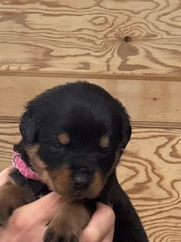 Rottweiler puppies pure bred handled by children - Image 8 of 11