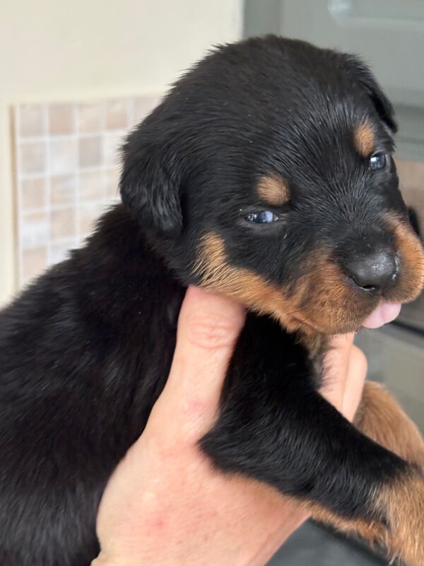 Rottweiler puppies pure bred handled by children - Image 9 of 11