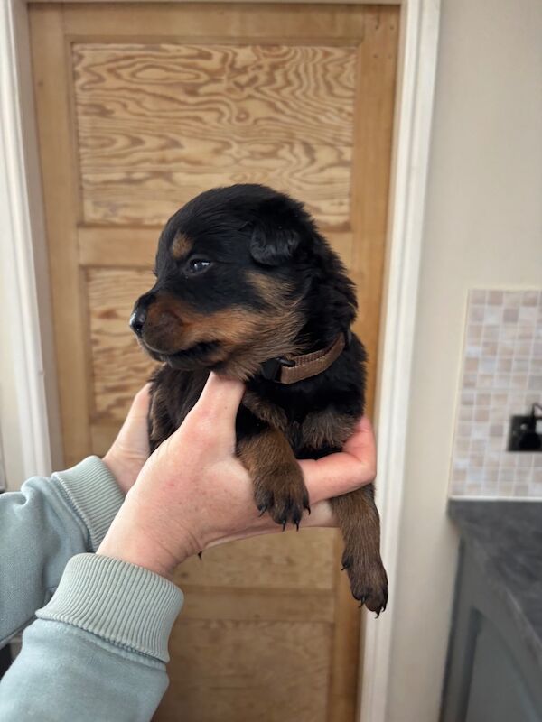 Rottweiler puppies pure bred handled by children - Image 10 of 11