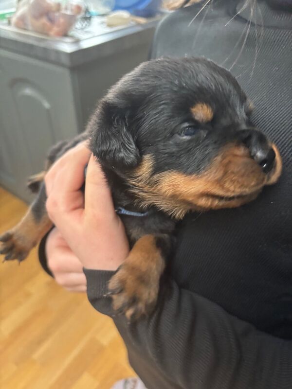 Rottweiler puppies pure bred handled by children - Image 11 of 11