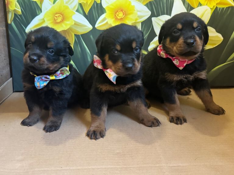 Rottweiler puppies ready 1st April