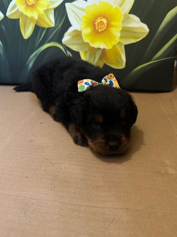 Rottweiler puppies ready 1st April - Image 2 of 3