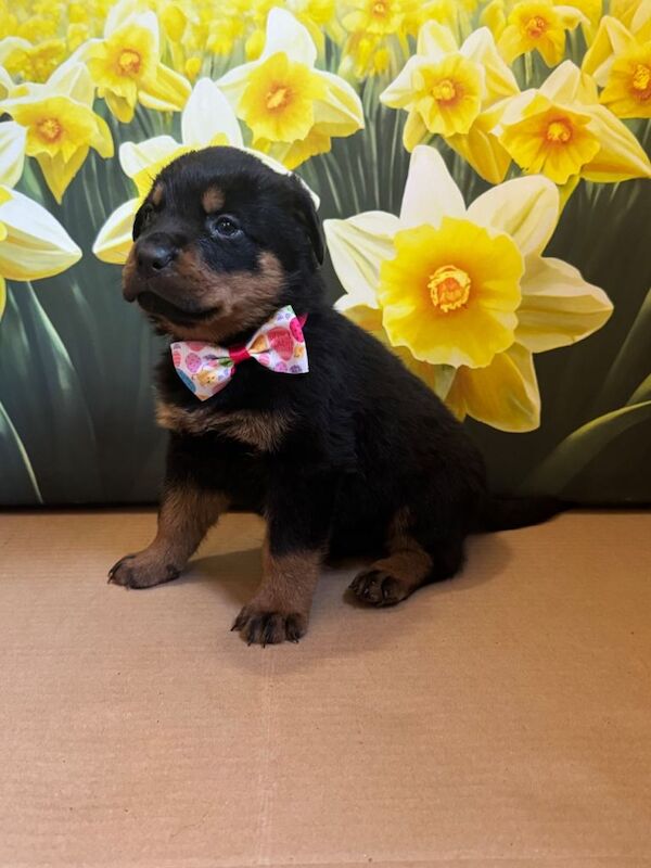 Rottweiler puppies ready 1st April - Image 3 of 3