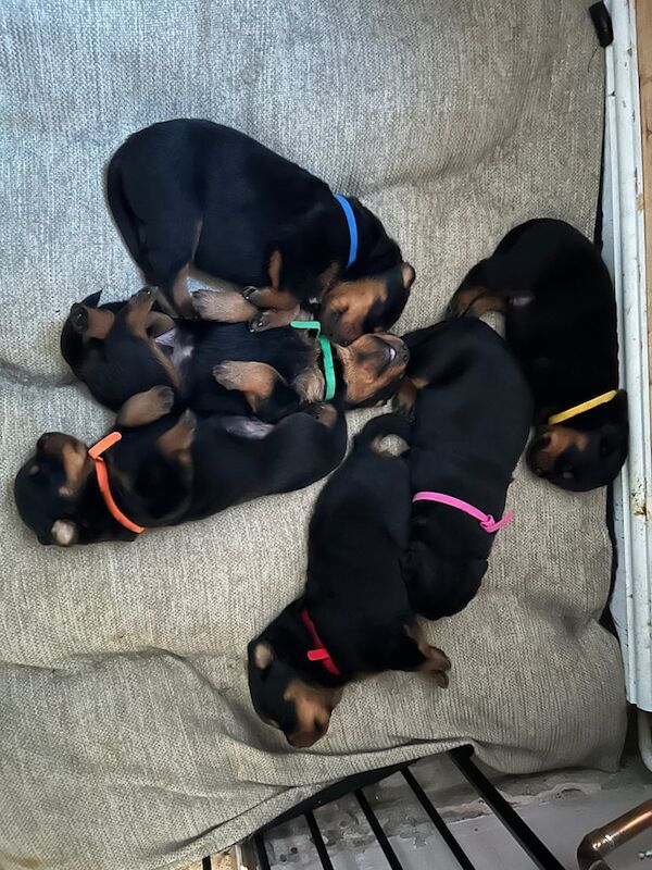 Rottweiler Puppies ready 5th July for sale in Watton, Norfolk