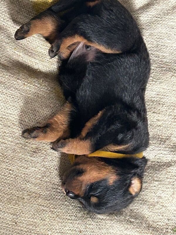 Rottweiler Puppies ready 5th July for sale in Watton, Norfolk | Image 2