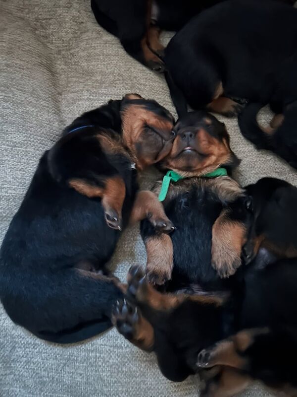 Rottweiler Puppies ready 5th July for sale in Watton, Norfolk | Image 3