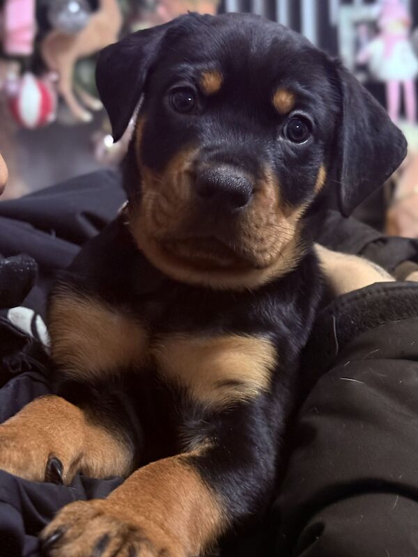 Rottweiler puppies Ready now 🌟 for sale in Great Yarmouth, Norfolk | Image 1