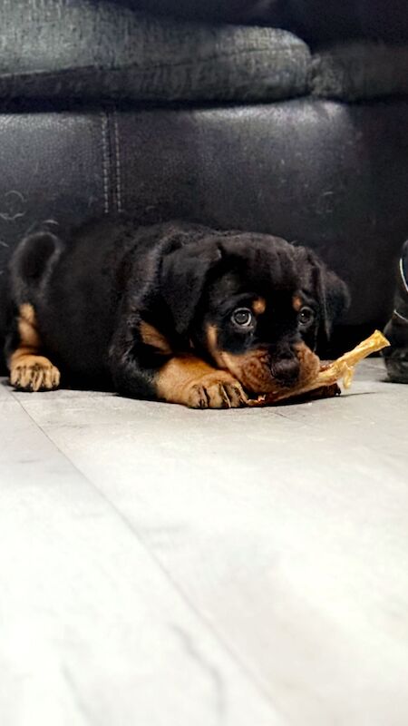 Rottweiler puppies Ready now 🌟 for sale in Great Yarmouth, Norfolk | Image 2