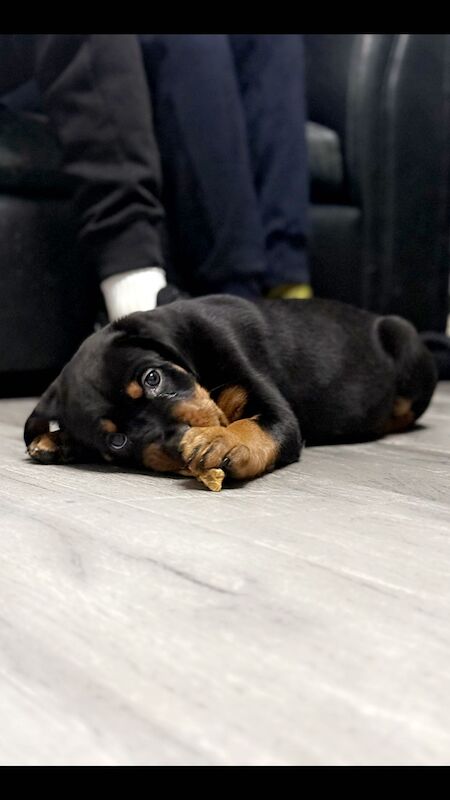 Rottweiler puppies for sale in Great Yarmouth, Norfolk – 9 months old - Image 3 of 14