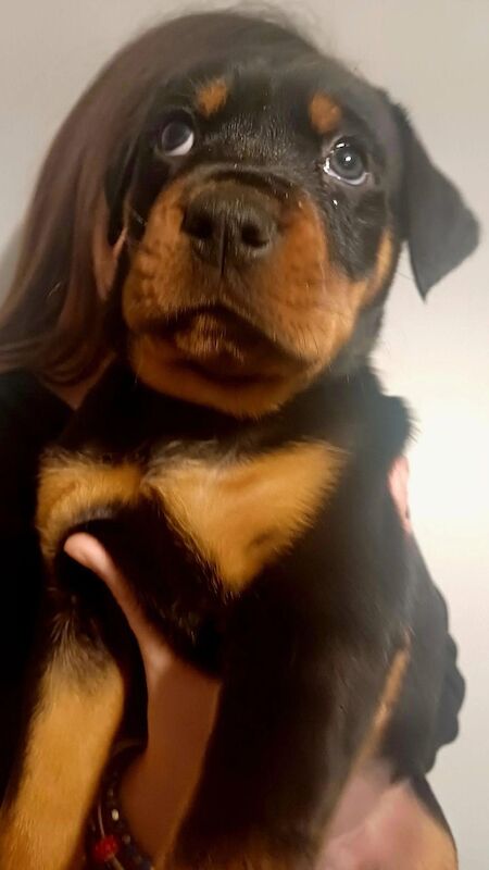 Rottweiler puppies for sale in Great Yarmouth, Norfolk – 9 months old - Image 4 of 14
