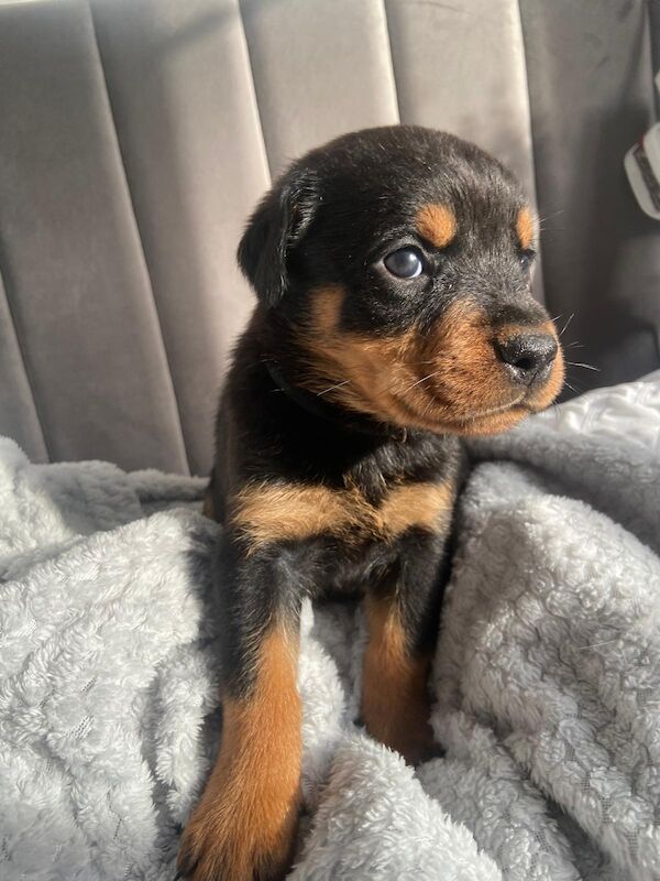 Rottweiler puppies for sale in Great Yarmouth, Norfolk – 9 months old - Image 5 of 14