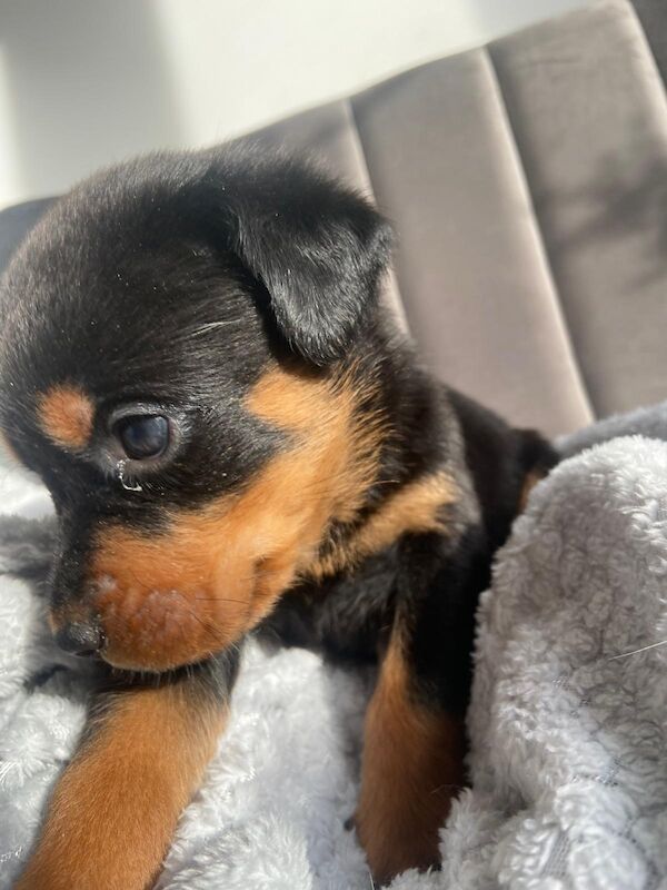 Rottweiler puppies for sale in Great Yarmouth, Norfolk – 9 months old - Image 6 of 14