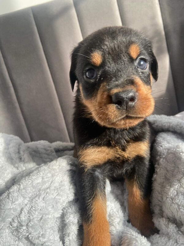 Rottweiler puppies for sale in Great Yarmouth, Norfolk – 9 months old - Image 7 of 14