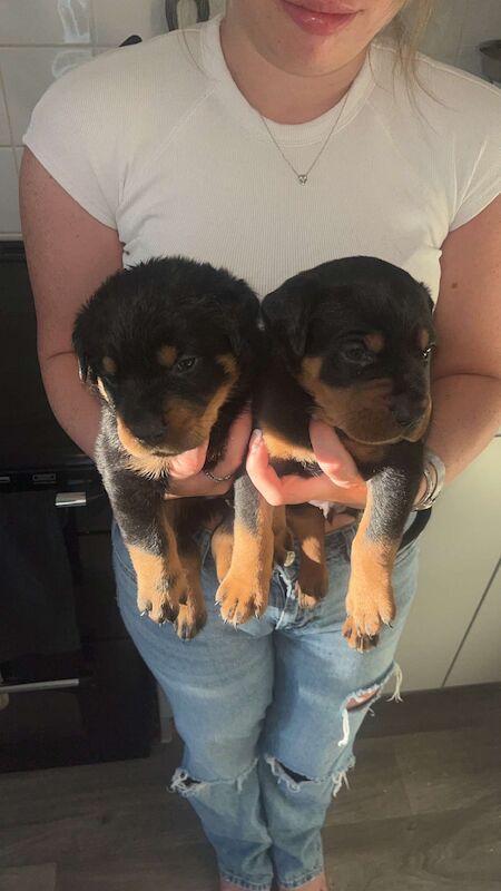 Rottweiler puppies for sale in Great Yarmouth, Norfolk – 9 months old - Image 8 of 14