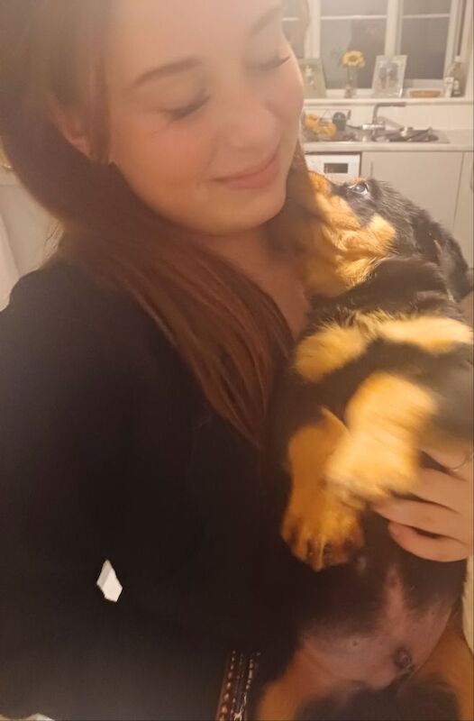 Rottweiler puppies for sale in Great Yarmouth, Norfolk – 9 months old - Image 9 of 14