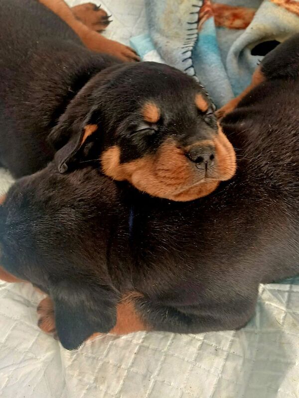 Rottweiler puppies for sale in Great Yarmouth, Norfolk – 9 months old - Image 10 of 14
