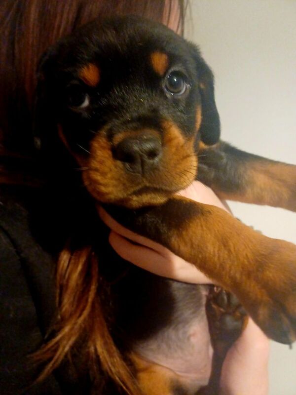 Rottweiler puppies for sale in Great Yarmouth, Norfolk – 9 months old - Image 11 of 14