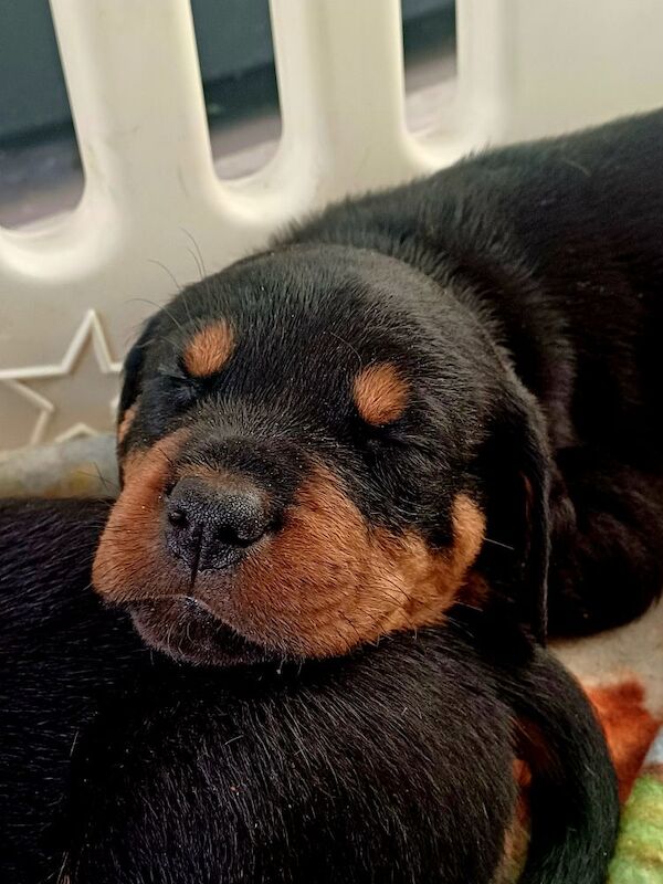 Rottweiler puppies for sale in Great Yarmouth, Norfolk – 9 months old - Image 12 of 14