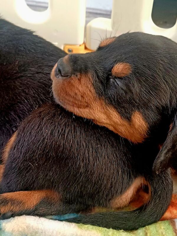 Rottweiler puppies for sale in Great Yarmouth, Norfolk – 9 months old - Image 13 of 14