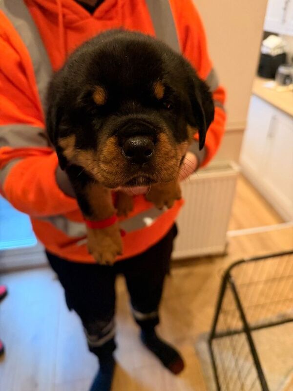 Rottweiler puppies for sale in Stockport, Manchester – KC registered, 5 weeks old