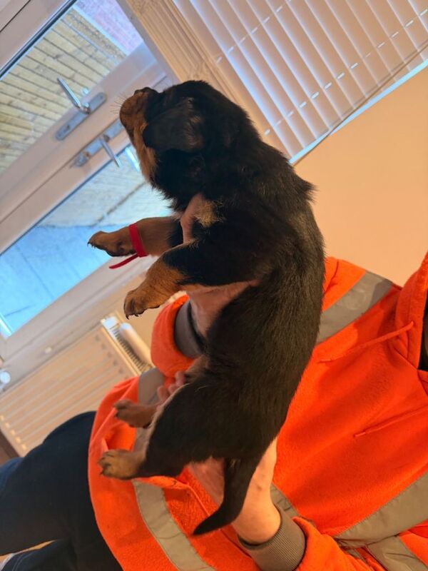 Rottweiler puppies for sale in Stockport, Manchester – KC registered, 5 weeks old - Image 2 of 4