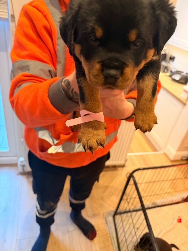 Rottweiler puppies for sale in Stockport, Manchester – KC registered, 5 weeks old - Image 3 of 4