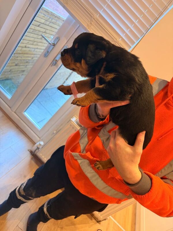 Rottweiler puppies for sale in Stockport, Manchester – KC registered, 5 weeks old - Image 4 of 4