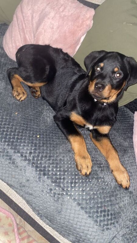 Rottweiler puppies for sale in Craigavon, County Armagh – 3 months old