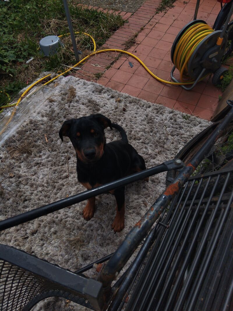 Rottweiler puppy for sale in Lancing, West Sussex | Image 2