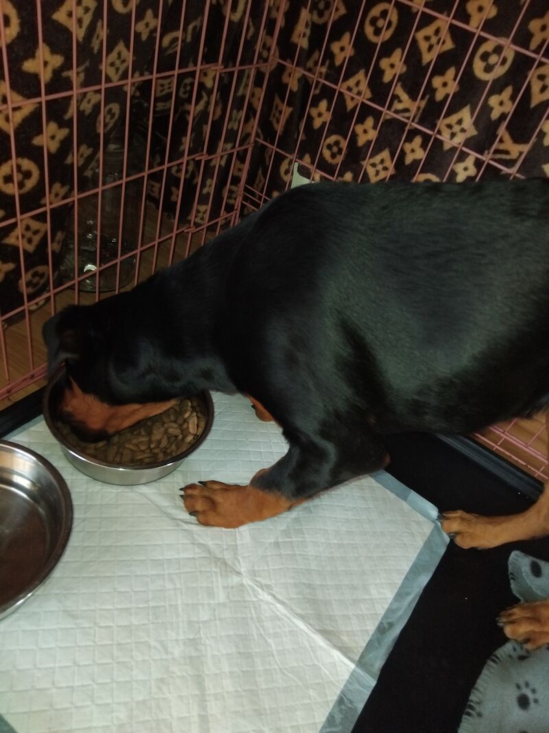 Rottweiler puppies for sale in Lancing, West Sussex – 1 year old - Image 3 of 4