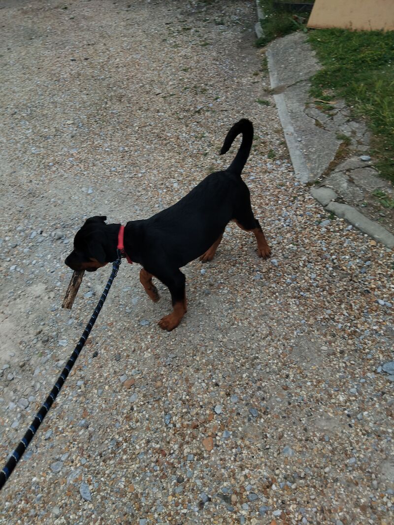 Rottweiler puppy for sale in Lancing, West Sussex | Image 4