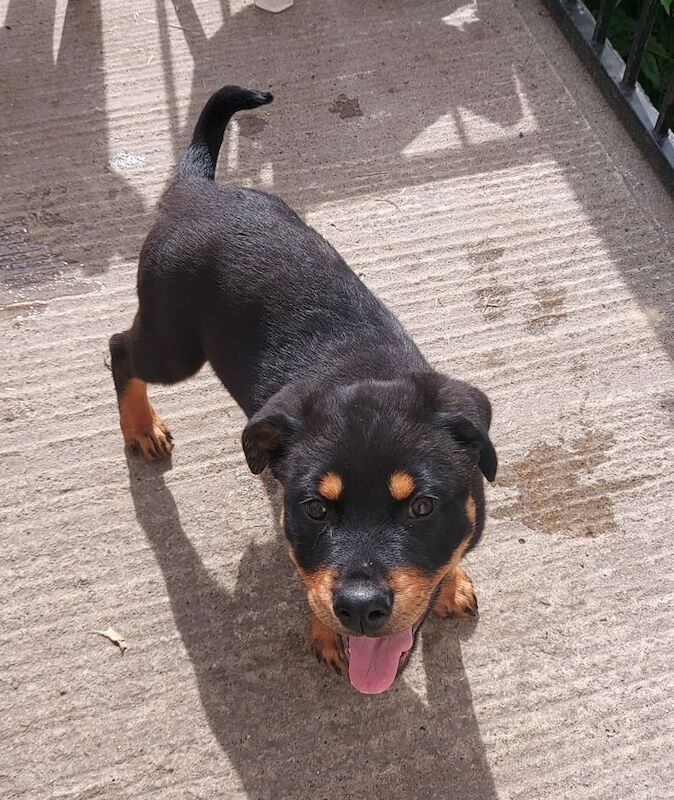 Rottweiler puppies for sale in Bradford, West Yorkshire – 3 months old