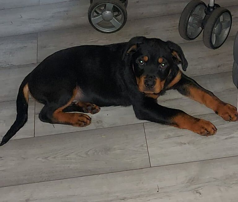 Rottweiler puppies for sale in Bradford, West Yorkshire – 3 months old - Image 2 of 3