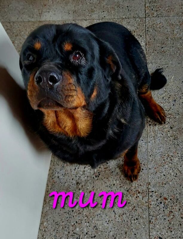Rottweiler puppies for sale in Bradford, West Yorkshire – 3 months old - Image 3 of 3