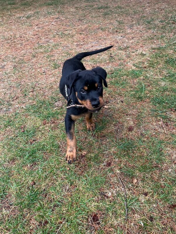 Rottweiler puppies for sale in Crawley, West Sussex – 3 months old