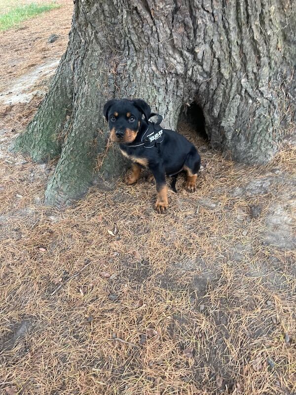 Rottweiler puppies for sale in Crawley, West Sussex – 3 months old - Image 2 of 3