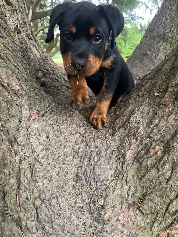 Rottweiler puppies for sale in Crawley, West Sussex – 3 months old - Image 3 of 3