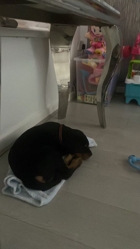 Rottweiler puppies for sale in Liverpool, Merseyside – 11 weeks old