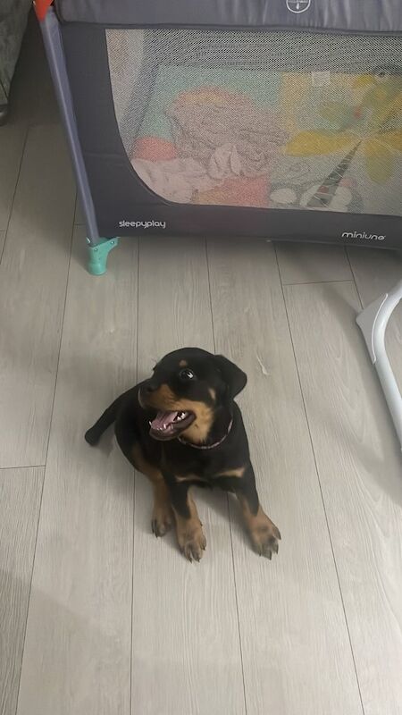 Rottweiler puppies for sale in Liverpool, Merseyside – 11 weeks old - Image 2 of 3